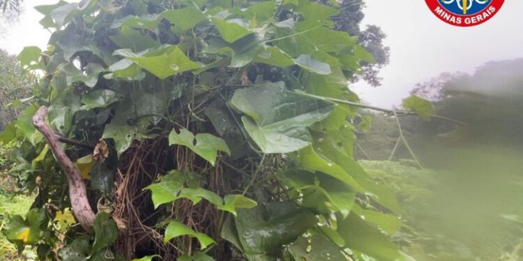 Córrego Fundo: Corpo de Bombeiros captura jiboia em quintal de residência