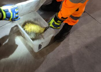 Bombeiros resgatam ouriço-cacheiro em farmácia no Centro de Formiga