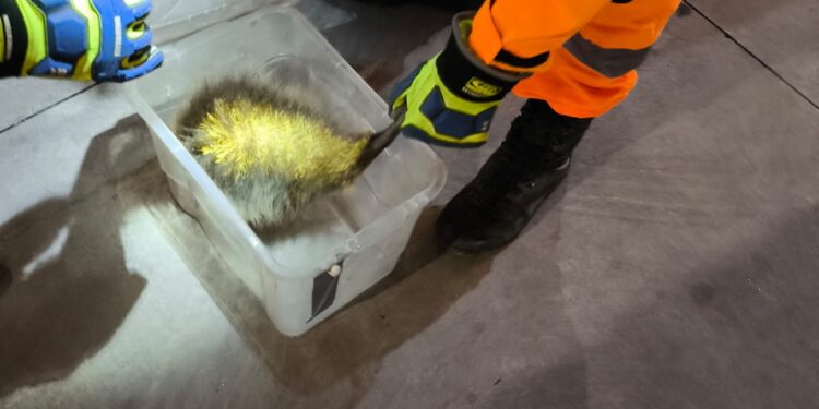 Bombeiros resgatam ouriço-cacheiro em farmácia no Centro de Formiga