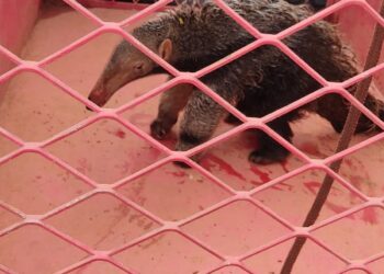 Bombeiros resgatam filhote de tamanduá-bandeira na BR-354