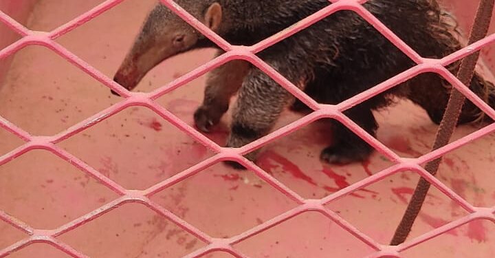 Bombeiros resgatam filhote de tamanduá-bandeira na BR-354