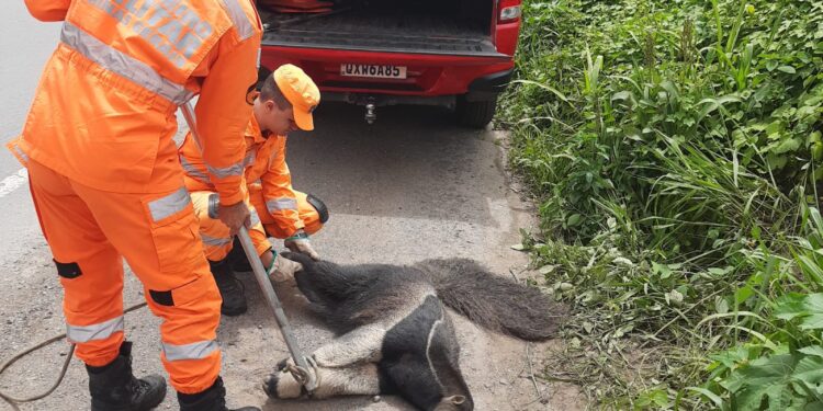 Corpo de Bombeiros resgatam outro tamanduá-bandeira ferido na BR-354