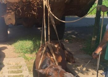 Arcos: égua é resgatada após ficar presa em mata-burro no Residencial Buritis