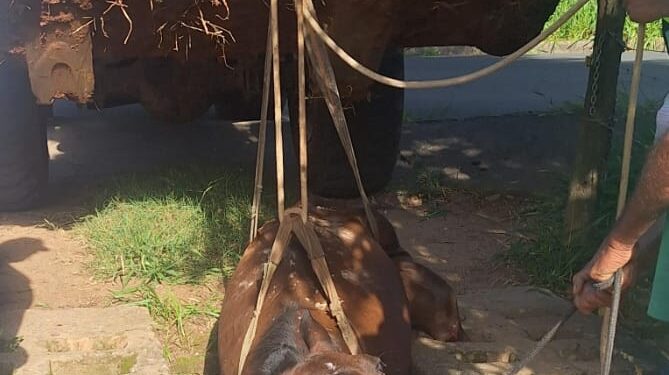 Arcos: égua é resgatada após ficar presa em mata-burro no Residencial Buritis