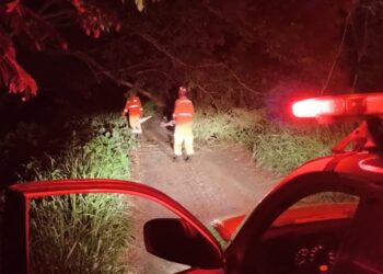 Formiga: queda de árvore interdita via pública no bairro São Judas