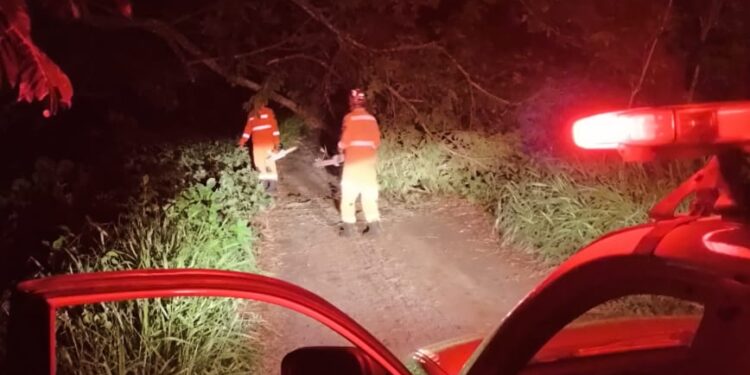 Formiga: queda de árvore interdita via pública no bairro São Judas