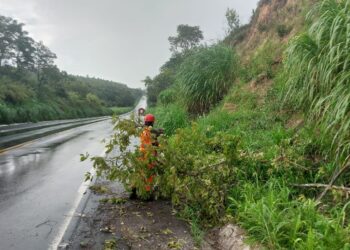 Formiga: Corpo de Bombeiros remove árvore caída na BR-354