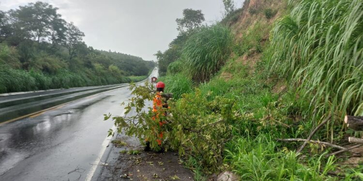 Formiga: Corpo de Bombeiros remove árvore caída na BR-354