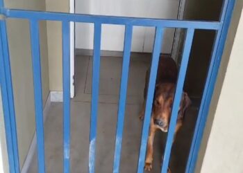 Cão é “esquecido” dentro de banheiro do Terminal Rodoviário de Formiga