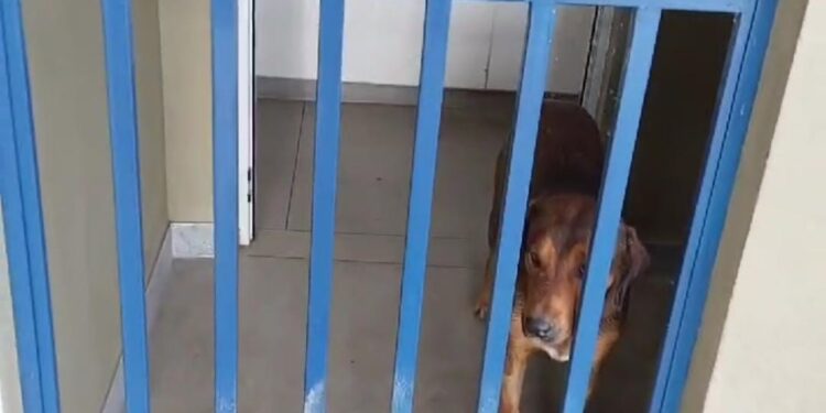 Cão é “esquecido” dentro de banheiro do Terminal Rodoviário de Formiga