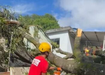 Árvore de grande porte cai sobre residência em Córrego Fundo