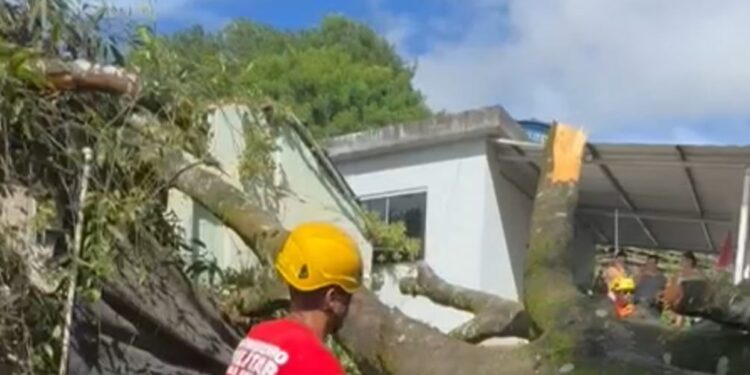 Árvore de grande porte cai sobre residência em Córrego Fundo