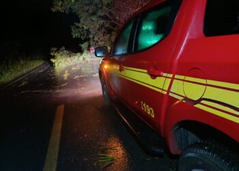 Arcos: chuva provoca queda de árvore na BR-354
