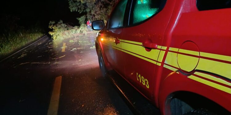 Arcos: chuva provoca queda de árvore na BR-354