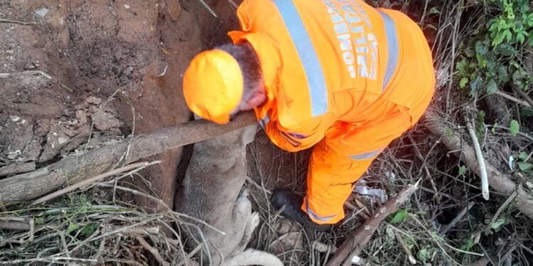 Cachorro é resgatado em córrego de Formiga