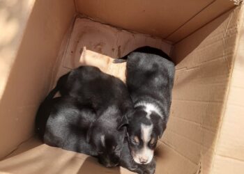 Bombeiros resgatam filhotes de cães em situação de risco na zona rural de Formiga