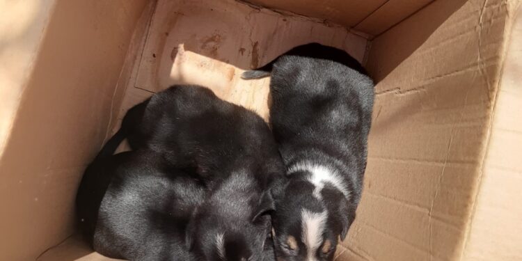 Bombeiros resgatam filhotes de cães em situação de risco na zona rural de Formiga