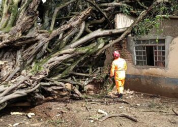 Caseiro é encontrado morto após ser atingido por queda de árvore em Araxá