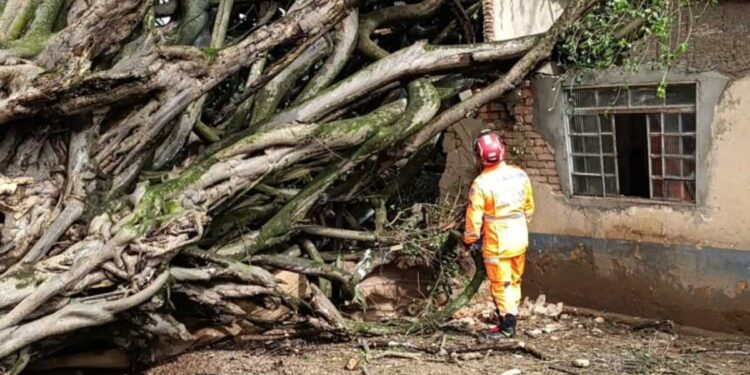 Caseiro é encontrado morto após ser atingido por queda de árvore em Araxá