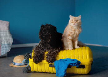 Governo cria Cadastro Nacional de Animais Domésticos, com número de identidade para cães e gatos