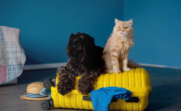 Governo cria Cadastro Nacional de Animais Domésticos, com número de identidade para cães e gatos