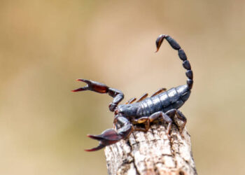 Córrego Fundo: Setor de Vigilância em Saúde alerta sobre a temporada de aparecimento de escorpiões