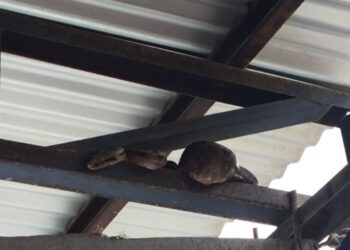 Bombeiros capturam jiboia em fábrica no Distrito Industrial de Formiga