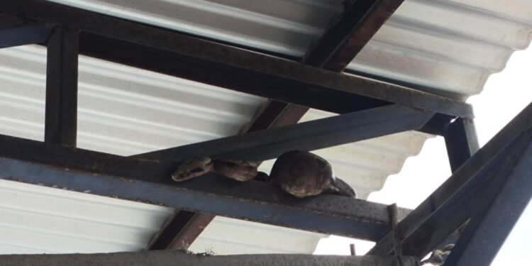 Bombeiros capturam jiboia em fábrica no Distrito Industrial de Formiga