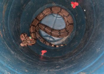 Bombeiros capturam jiboia em residência na zona rural de Arcos