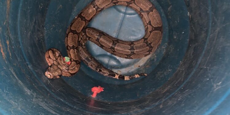 Bombeiros capturam jiboia em residência na zona rural de Arcos