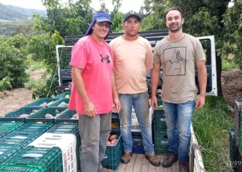 Banco de Alimentos de Formiga recebe doação de 8,2 toneladas de mangas