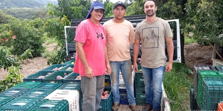 Banco de Alimentos de Formiga recebe doação de 8,2 toneladas de mangas