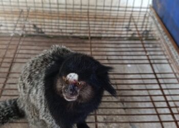Corpo de Bombeiros de Arcos realiza captura de mico ferido em área urbana