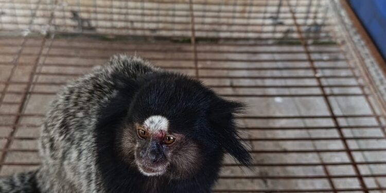 Corpo de Bombeiros de Arcos realiza captura de mico ferido em área urbana