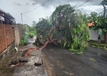 Bombeiros desobstruem ruas após queda de árvores causada por vendaval em Formiga