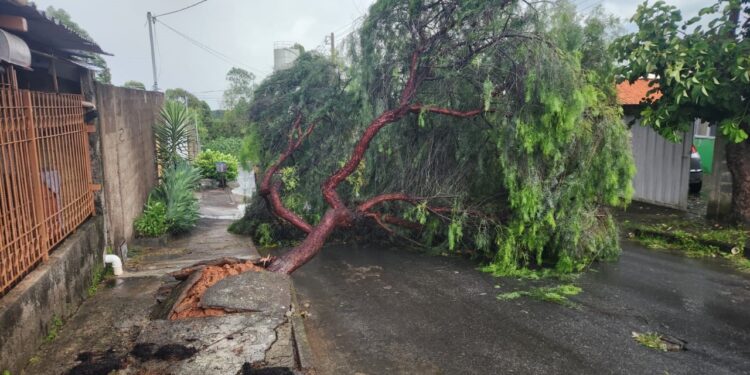 Bombeiros desobstruem ruas após queda de árvores causada por vendaval em Formiga