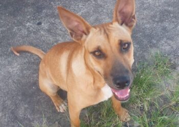 Polícia investiga homem que agrediu cadela até a morte e ateou fogo nela em Divinópolis