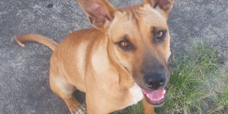 Polícia investiga homem que agrediu cadela até a morte e ateou fogo nela em Divinópolis