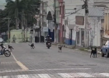 Codevida informa ações para diminuir o ataque de cães em Formiga