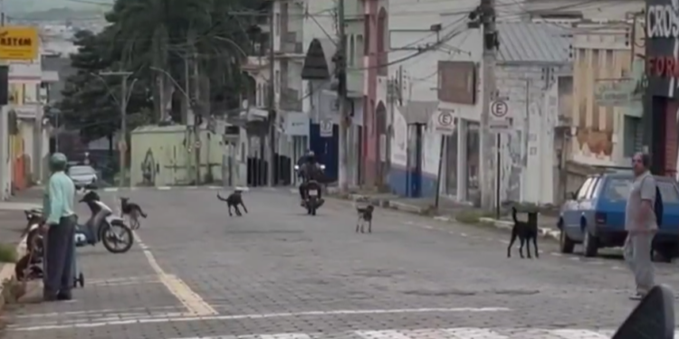 Codevida informa ações para diminuir o ataque de cães em Formiga