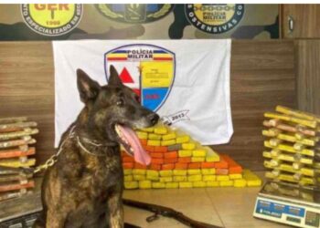 Cão farejador encontra 200kg de maconha enterradas em Divinópolis
