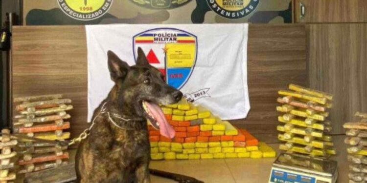 Cão farejador encontra 200kg de maconha enterradas em Divinópolis