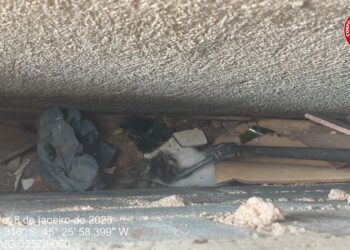 Filhote de gato é salvo por equipe de bombeiros em prédio de Formiga