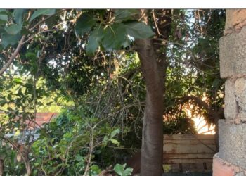 Formiga: Corpo de Bombeiros realiza vistoria em árvore no bairro Maringá