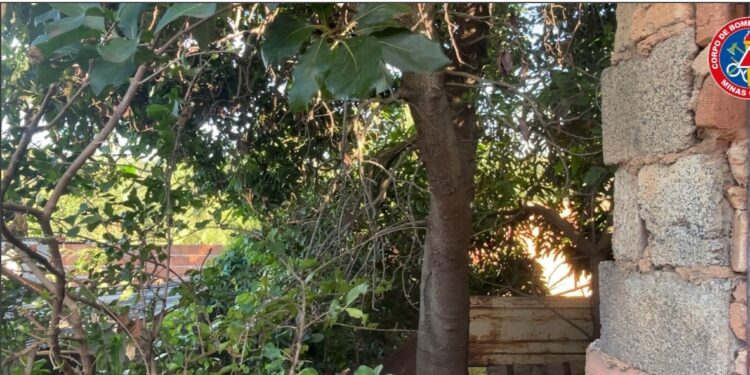 Formiga: Corpo de Bombeiros realiza vistoria em árvore no bairro Maringá
