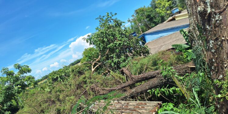 Residência é atingida por árvore durante temporal em Iguatama