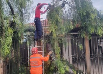 Formiga: árvore cai sobre residência durante fortes chuvas