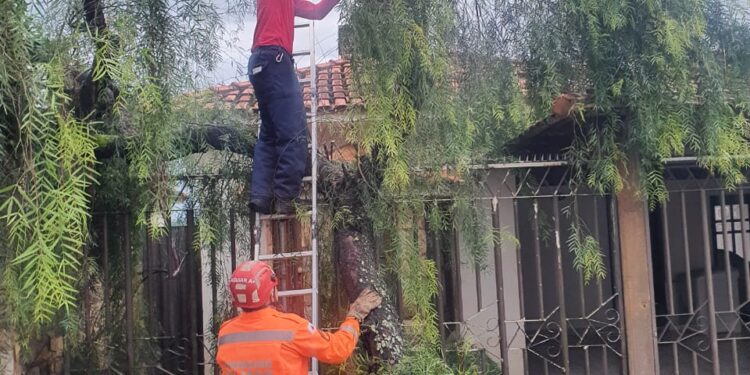 Formiga: árvore cai sobre residência durante fortes chuvas