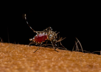 LIRAa de 2025: Córrego Fundo registra médio risco de epidemia de dengue
