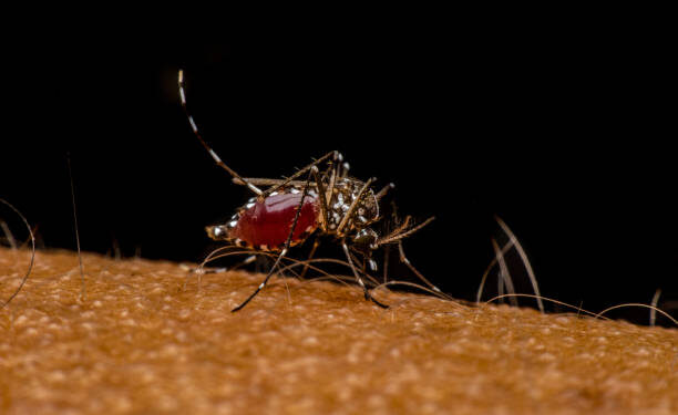 LIRAa de 2025: Córrego Fundo registra médio risco de epidemia de dengue